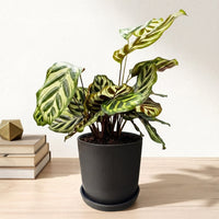 כד פסים שחור קוטר 13 + תחתית