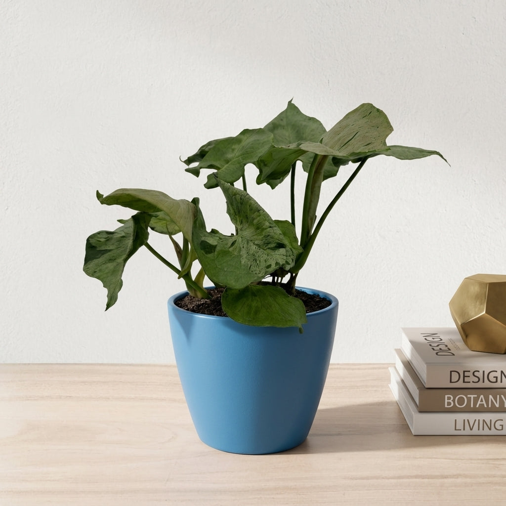 סינגוניום גריי גוסט