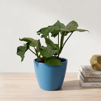 כד קרמיקה חלק כחול קוטר 13