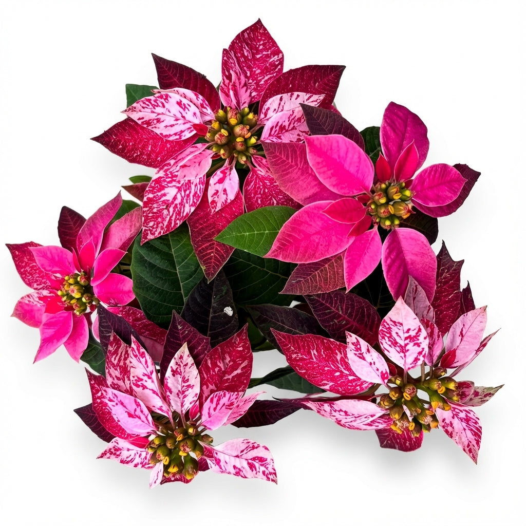 2-חלבלוב ורוד מגוון-nano.png.png