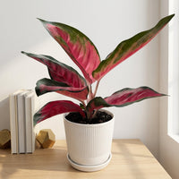 כד פסים לבן קוטר 13 + תחתית