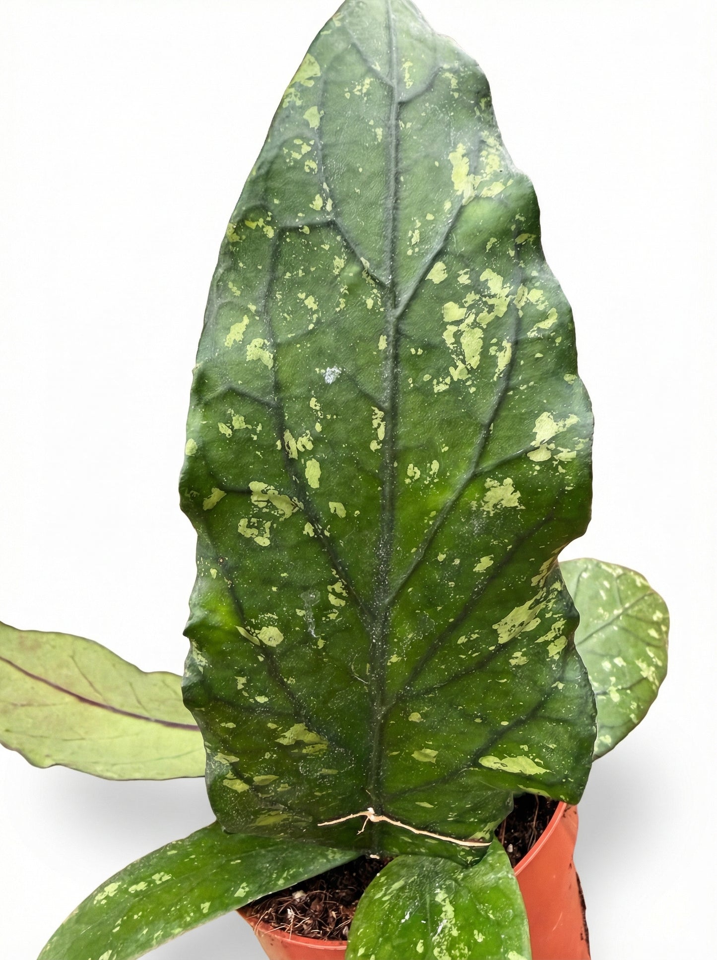 הויה SP גאין | בינוני-3-nan.png.png