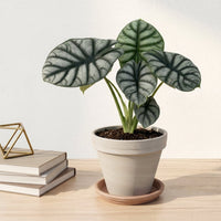 כד טרקוטה בהיר קוטר 16 + תחתית