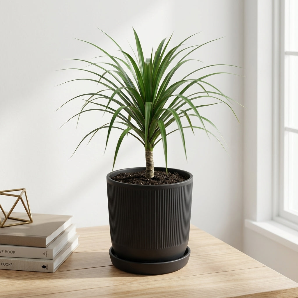 דרצנה מרגינטה