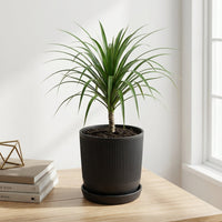 כד פסים שחור קוטר 13 + תחתית