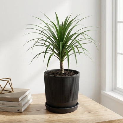 דרצנה מרגינטה