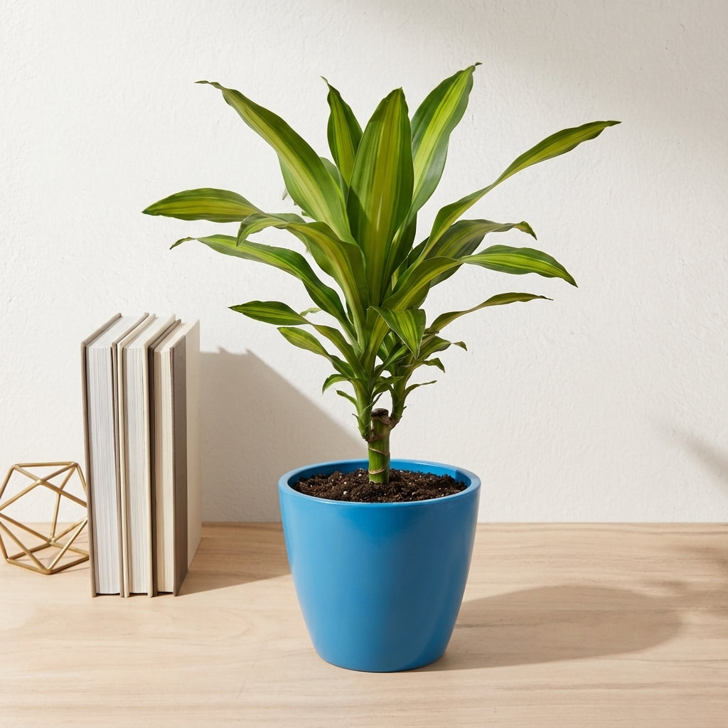 דרצנה מסינגה