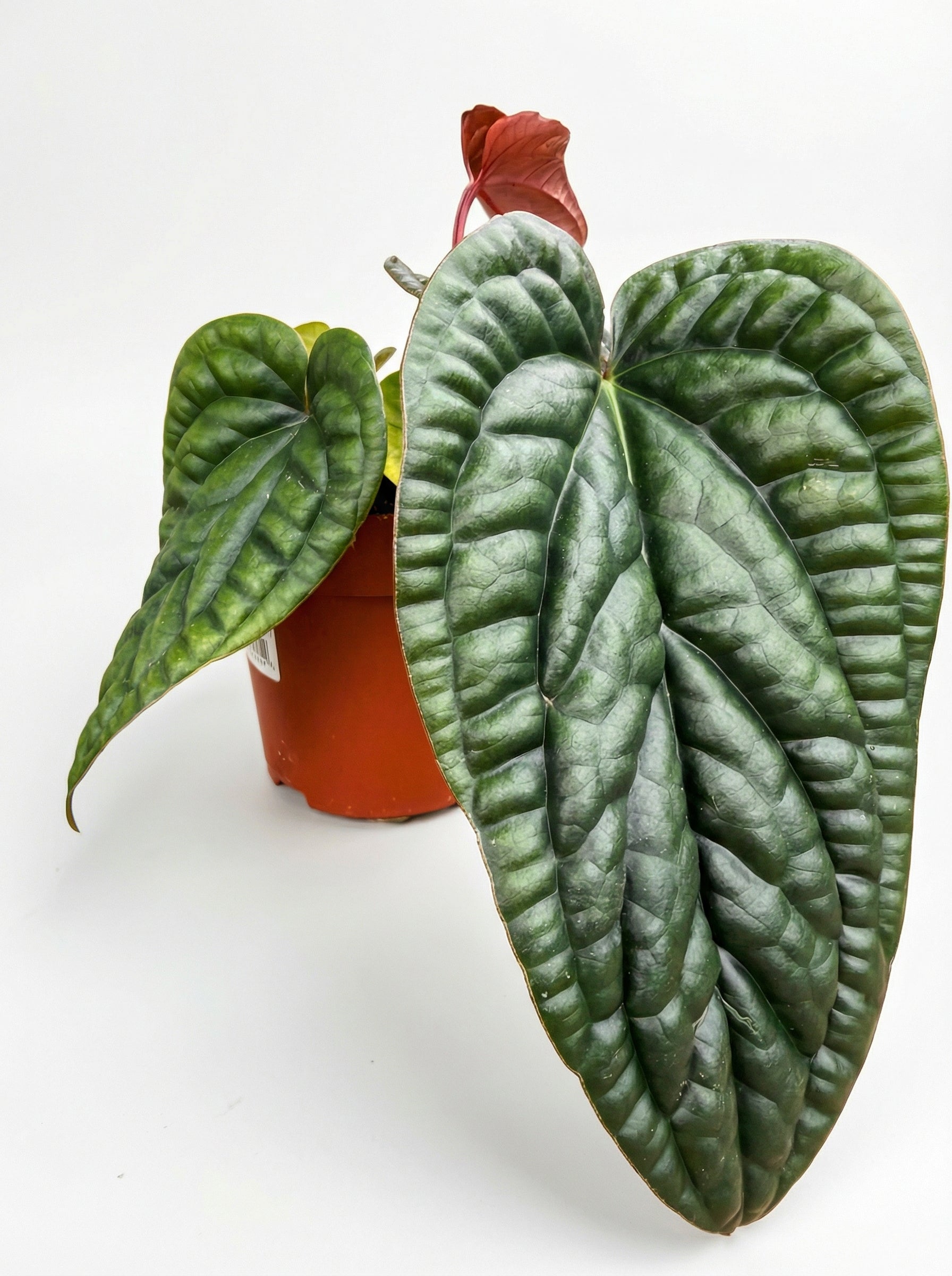 אנטוריום לוקס X רדיקנס | בינוני-1-nan.png.png