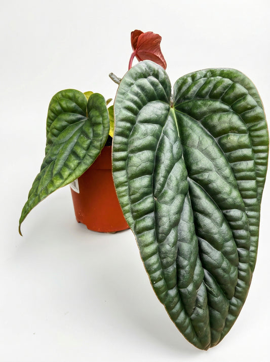 אנטוריום לוקס X רדיקנס | בינוני-1-nan.png.png