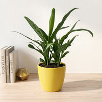 כד קרמיקה חלק צהוב קוטר 13