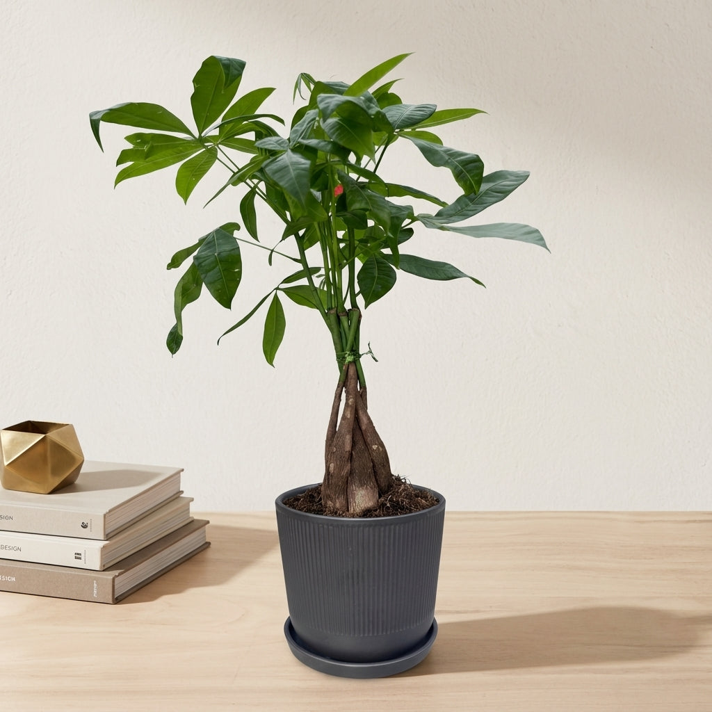 פכירה קוטר 12