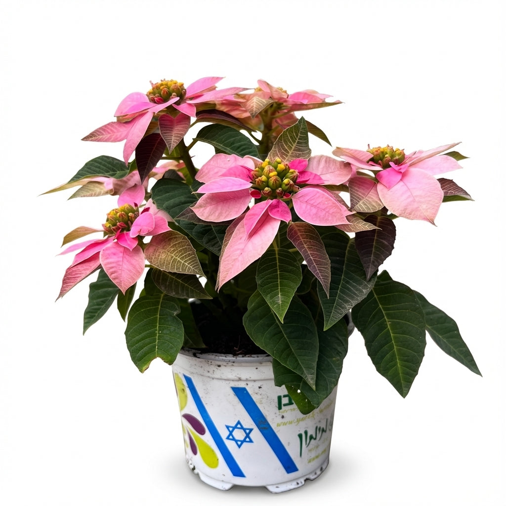 חלבלוב ורוד