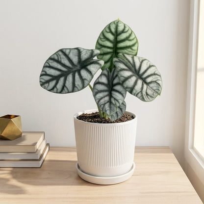 אלוקסיה סילבר דרגון קוטר 12