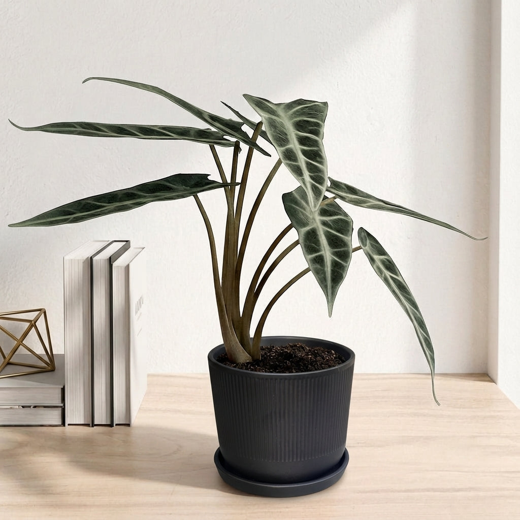 אלוקסיה במבינו