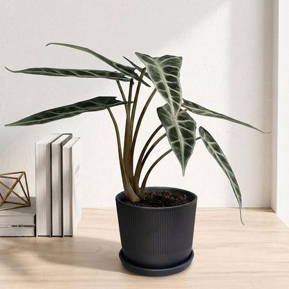 אלוקסיה במבינו