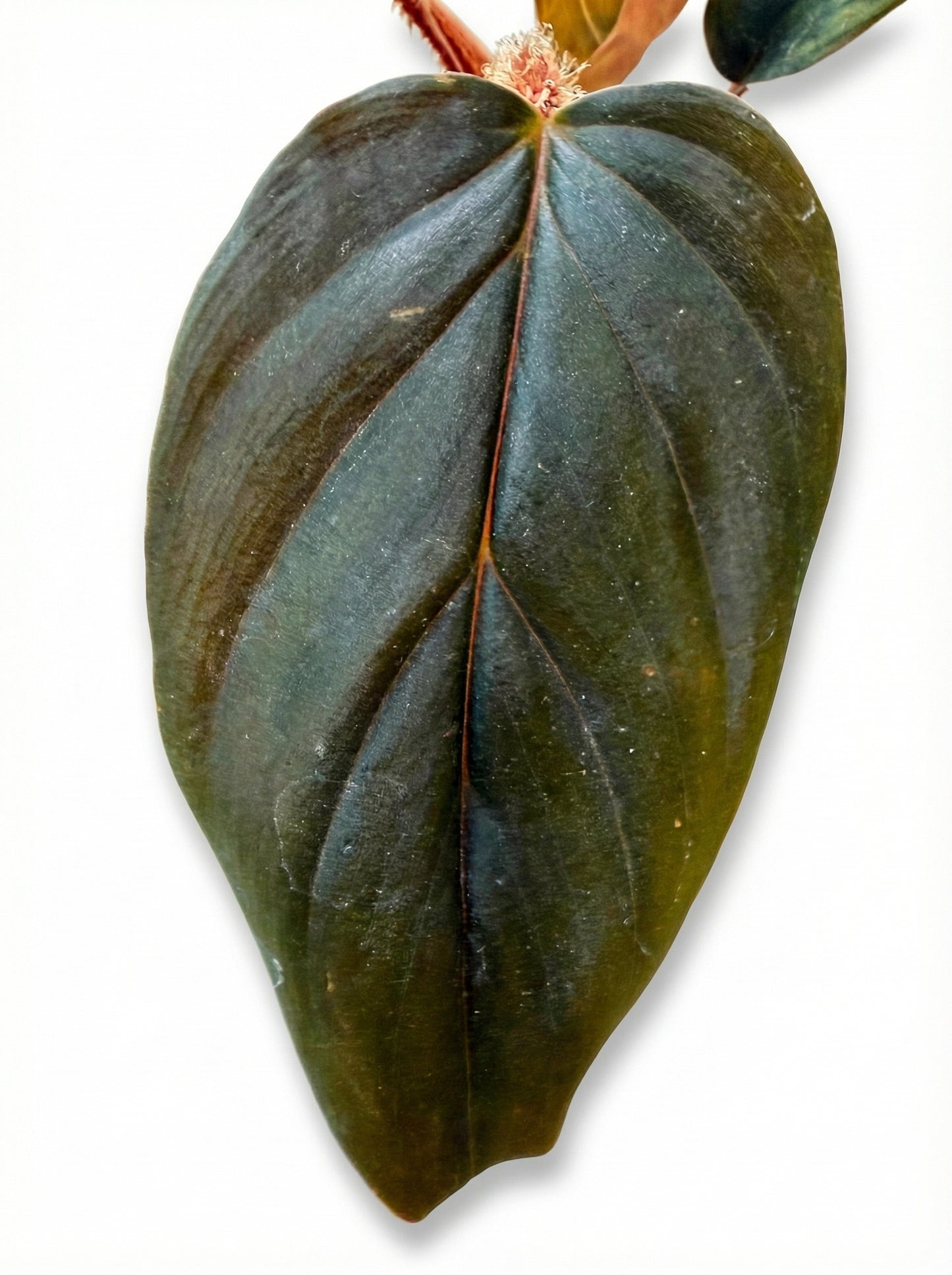 פילודנדרון סקוואמיקולה | בייבי-3-nan.png.png