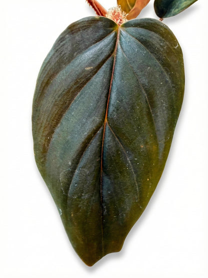 פילודנדרון סקוואמיקולה | בייבי-3-nan.png.png