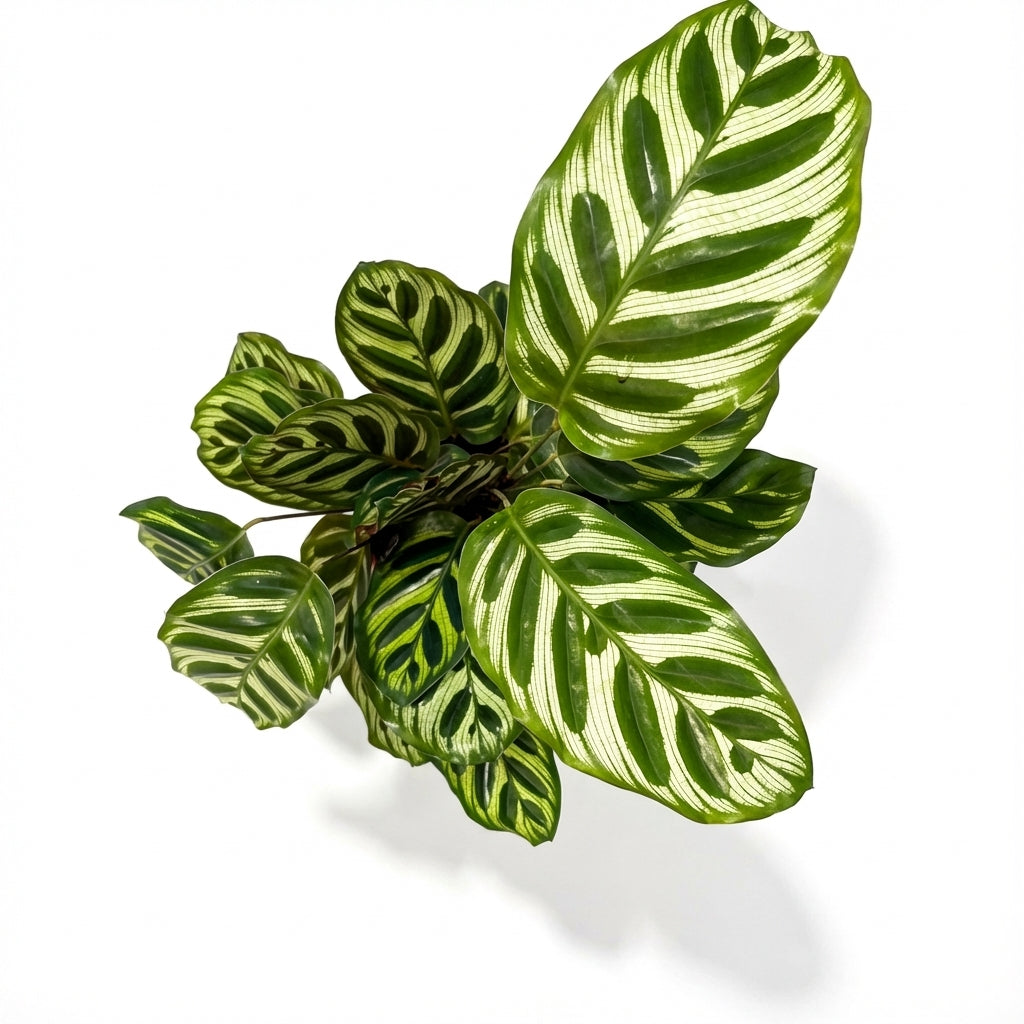 2-קלתאה מקויאנה עציץ 12-nano.png.png