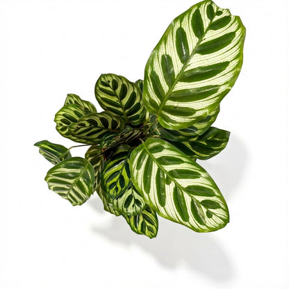 2-קלתאה מקויאנה עציץ 12-nano.png.png