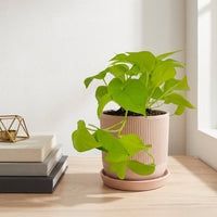 כד פסים שמנת קוטר 13 + תחתית