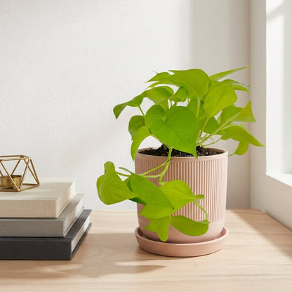 פוטוס נאון עציץ קוטר 12 ס״מ