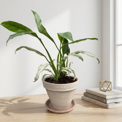 אפיפ גיגאנטום מרבל