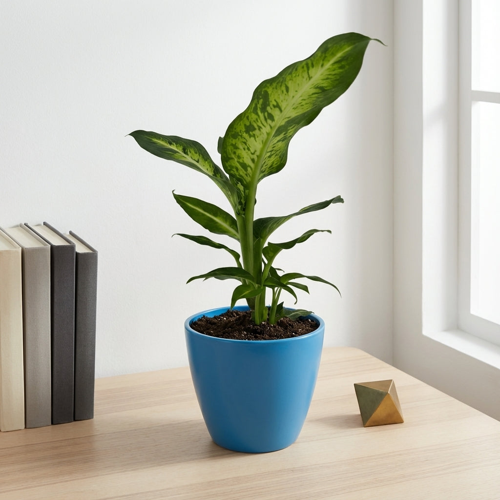 דיפנבכיה סמר סטייל