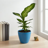 כד קרמיקה חלק כחול קוטר 13