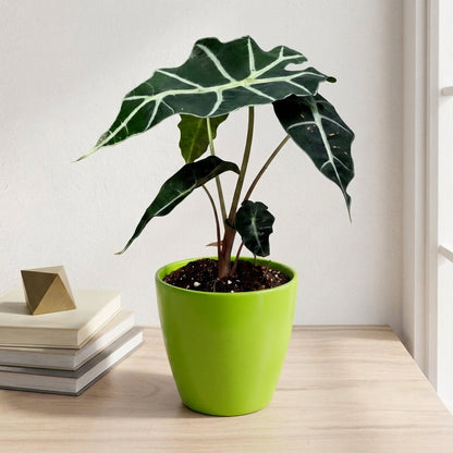 אלוקסיה פולי קוטר 12