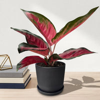 כד פסים שחור קוטר 13 + תחתית