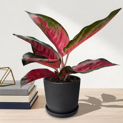 אנגלומה אדומה