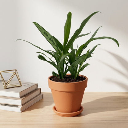 אגלונמה עלה צר