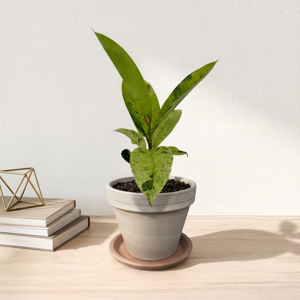 פיקוס מונשיין