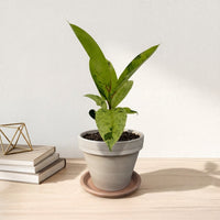 כד טרקוטה בהיר קוטר 16 + תחתית