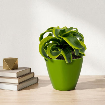 דרצנה טורנדו