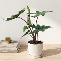 כד פסים לבן קוטר 13 + תחתית