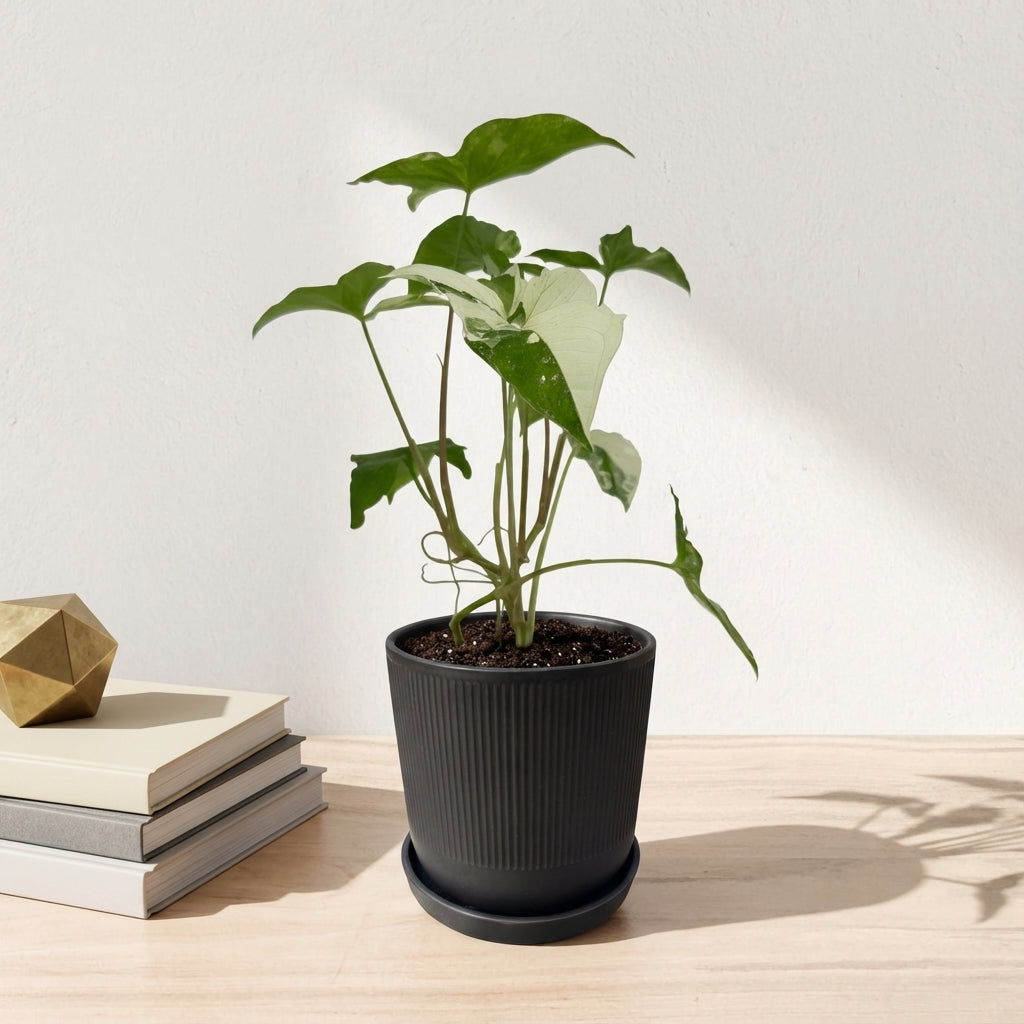 סינגוניום אלבו