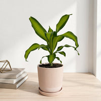 כד פסים שמנת קוטר 13 + תחתית