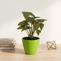 כד קרמיקה חלק ירוק קוטר 13