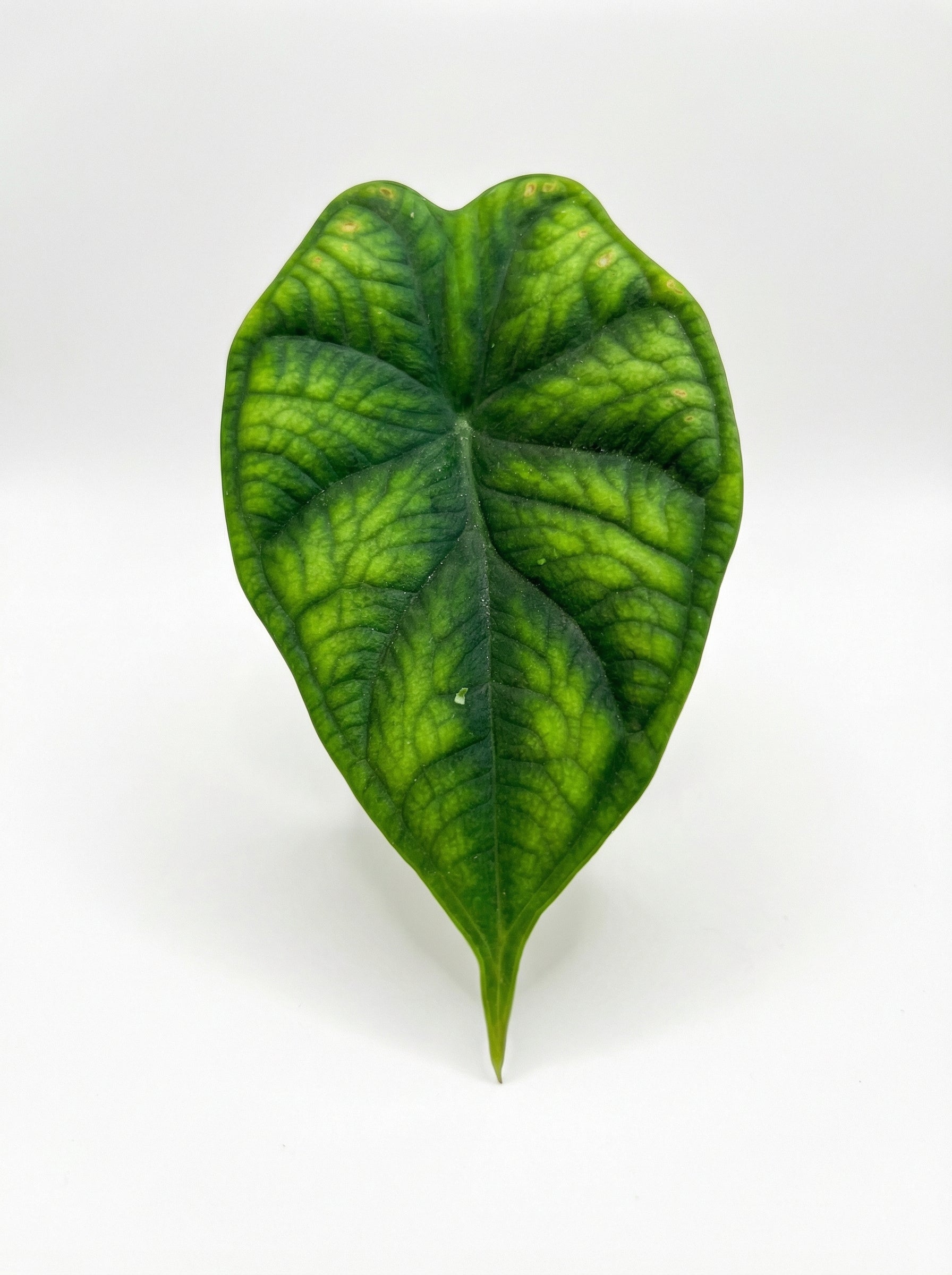 אלוקסיה דרגון סקייל| בייבי-3-nan.png.png