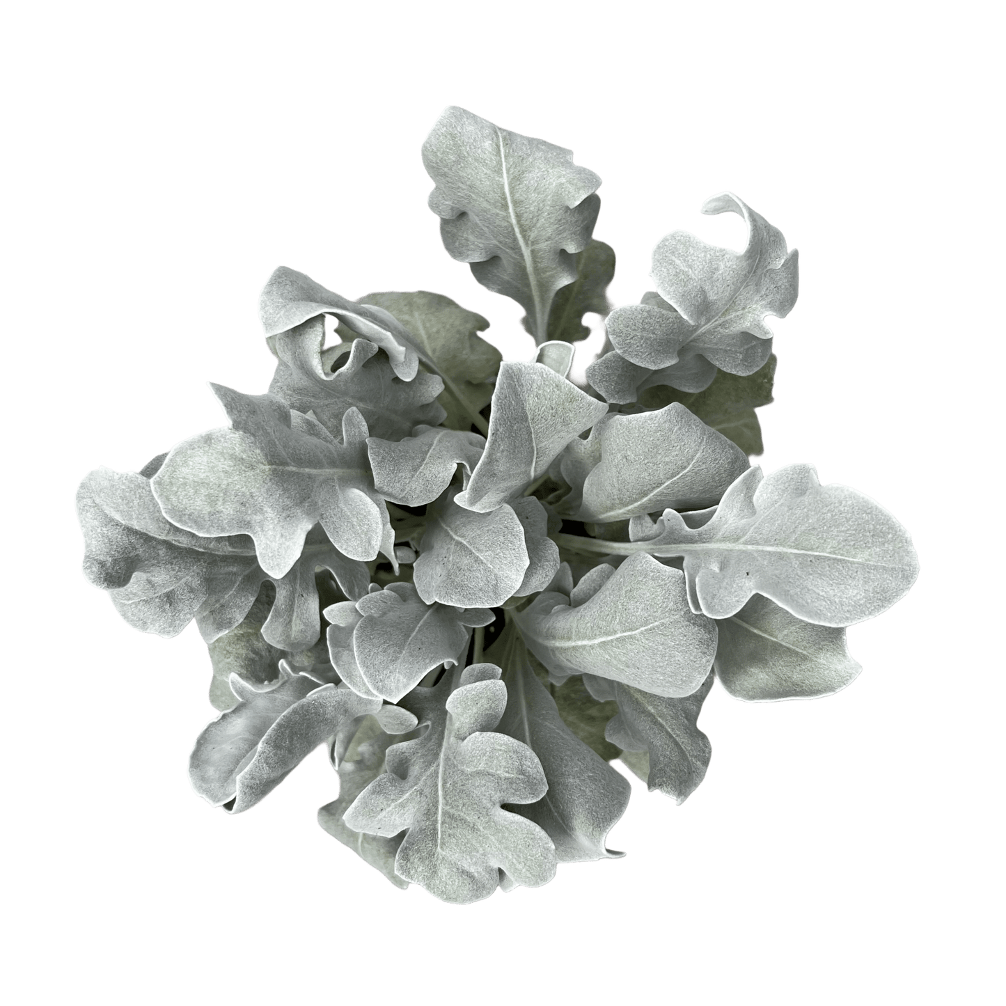 דרדר מאפיר - רוטין (ירוק במרפסת לשעבר)