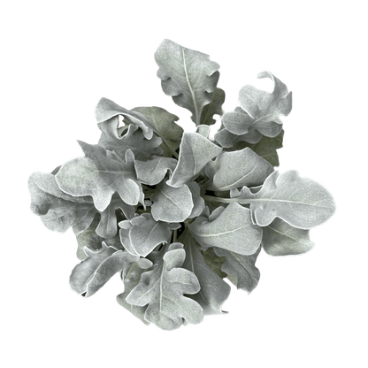 דרדר מאפיר - רוטין (ירוק במרפסת לשעבר)