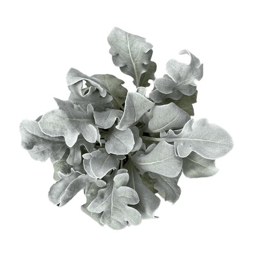 דרדר מאפיר - רוטין (ירוק במרפסת לשעבר)