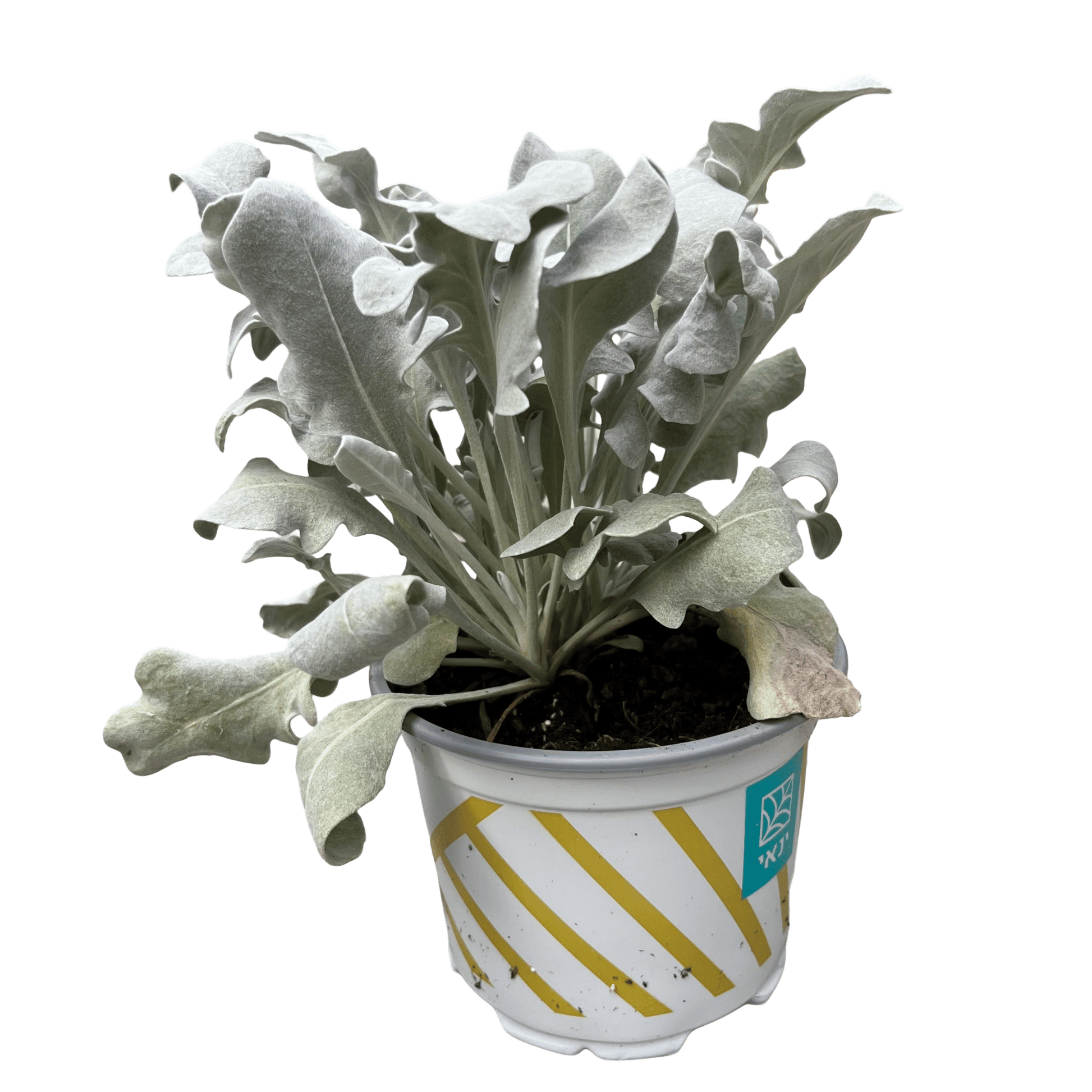 דרדר מאפיר - רוטין (ירוק במרפסת לשעבר)