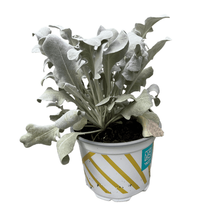 דרדר מאפיר - רוטין (ירוק במרפסת לשעבר)