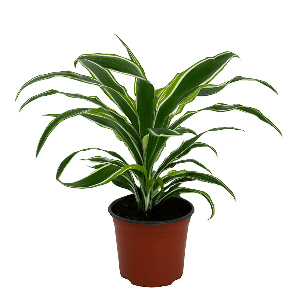 דרצנה למון ליים - רוטין (ירוק במרפסת לשעבר)