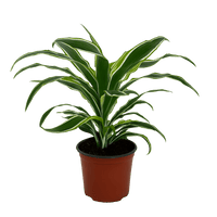 עציץ מגדלים (חינם)