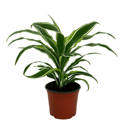 דרצנה למון ליים - רוטין (ירוק במרפסת לשעבר)