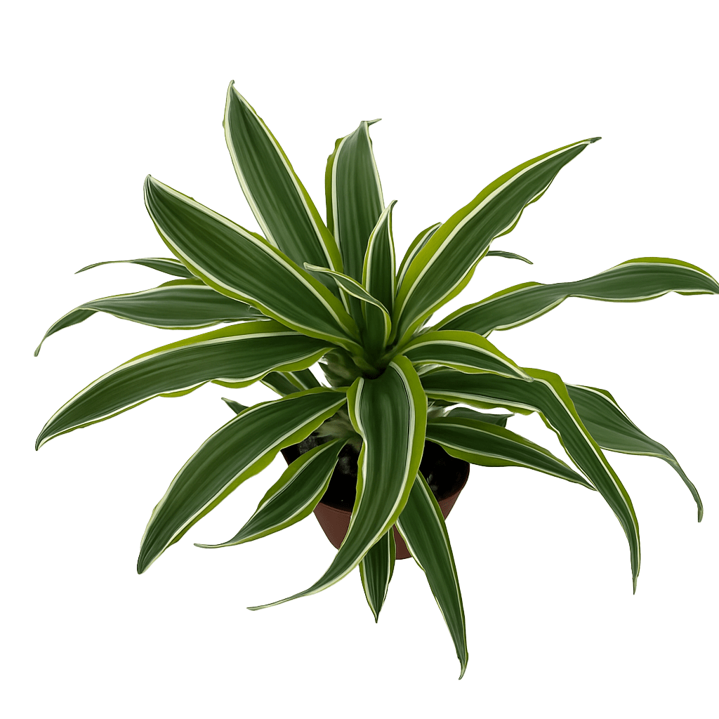 דרצנה למון ליים - רוטין (ירוק במרפסת לשעבר)