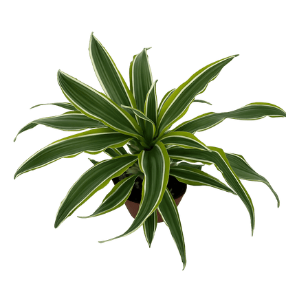 דרצנה למון ליים - רוטין (ירוק במרפסת לשעבר)